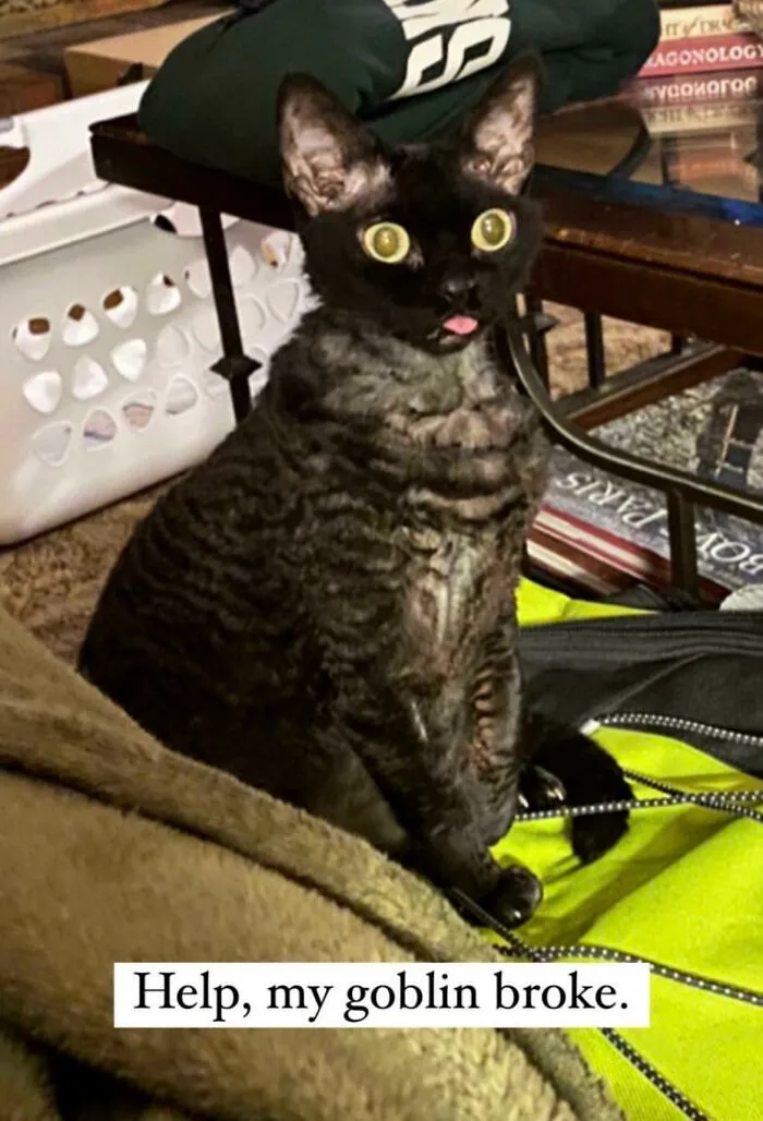 Cat Is Rebooting