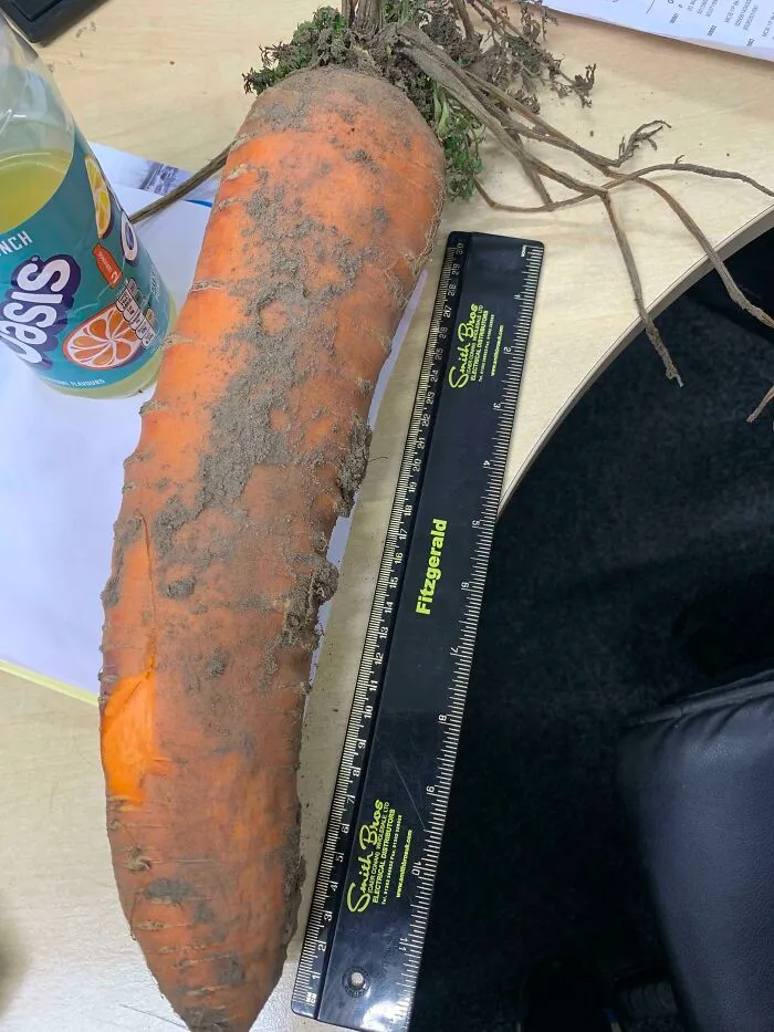 This Carrot