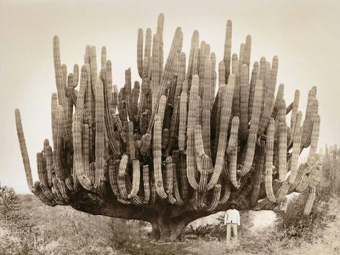  Cactus Cardón en México, en 1890. Unidad absoluta de 8 metros (26 pies) y 10 toneladas métricas de peso (más de 22.000 libras)