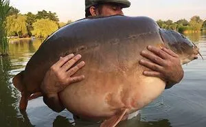50 Times People Spotted 'Absolute Units' And Just Had To Share Pics With This Online Group (New Pics)