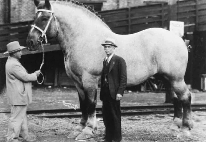 Absolute Unit Of A Horse - 3200 Lbs