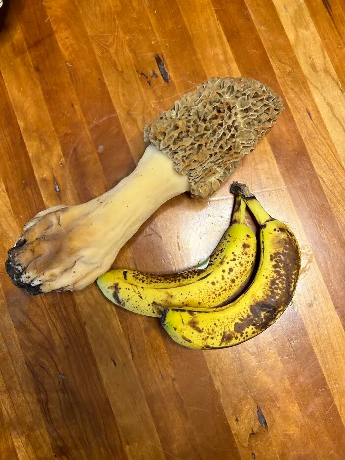 Monster Morel
