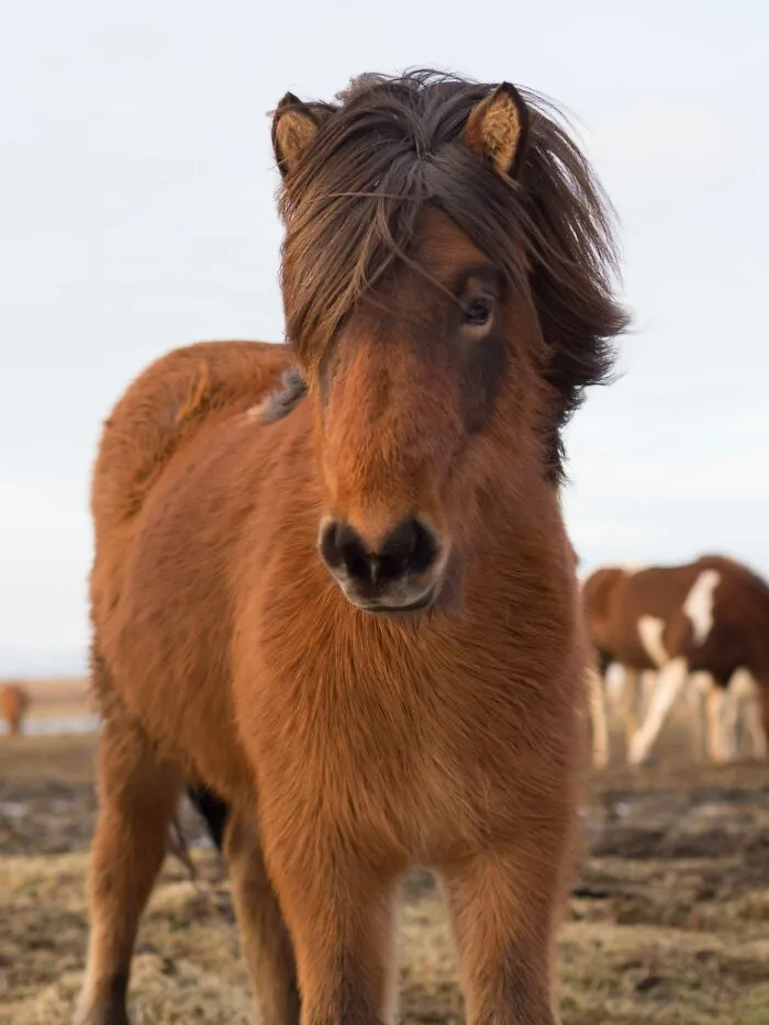 Tiene una crin preciosa