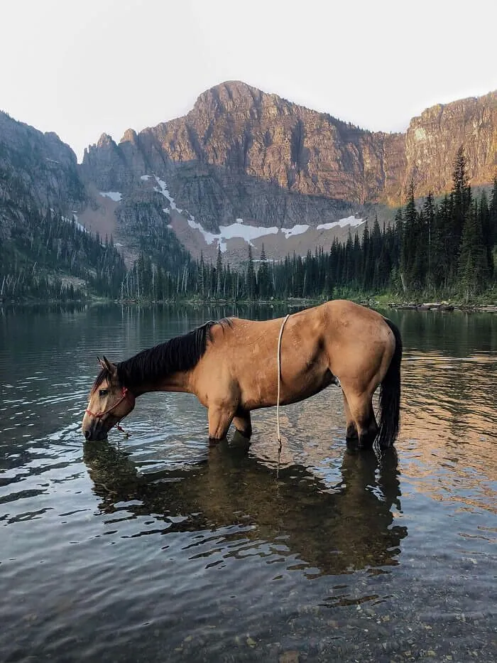 Se llama Amigo Joe y vive en Montana