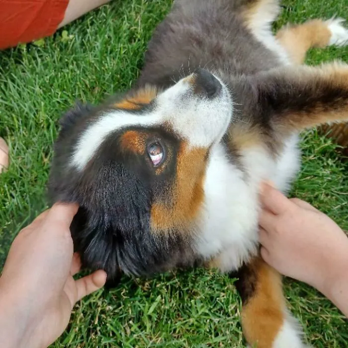 The Dog I Adopted The Other Day!