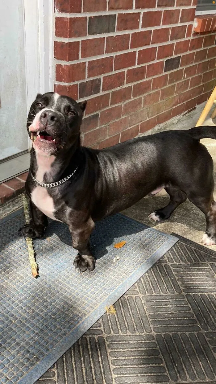 I Was Told My Sister’s Newly Adopted Pit/Dachshund Might Be Appreciated Here.
