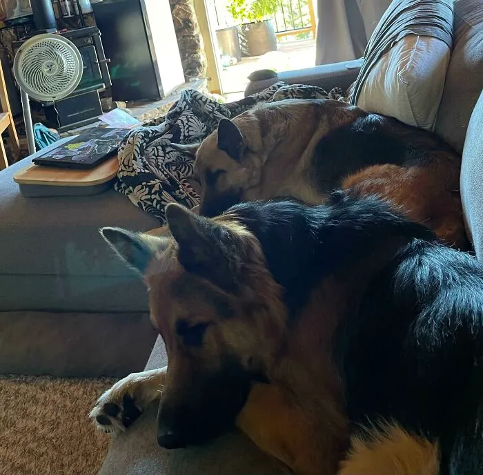 These Two Dogs Were Both Set To Be Euthanized Last Thursday Both Deemed Dog Aggressive And Un-Adoptable — One Week Of Basic Training, Structure, And Exercise Later We Have This.
