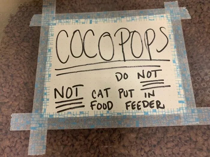 Do Not Not Cat Put In Food Feeder