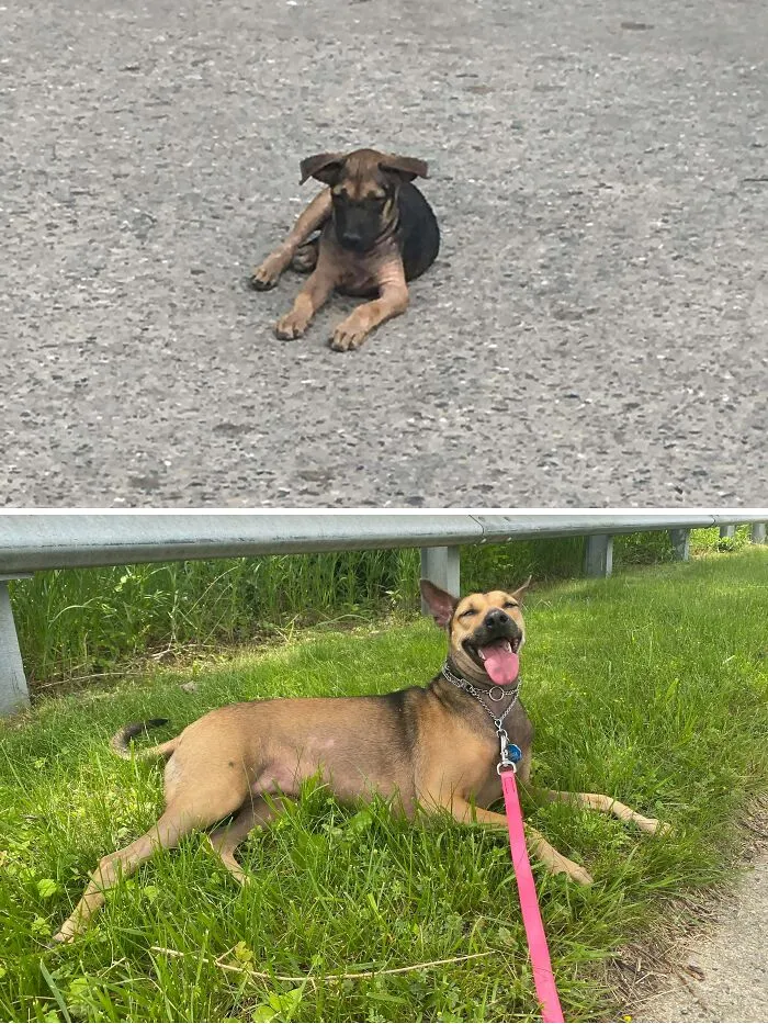 My Myanmar Village Dog Before And After Adoption