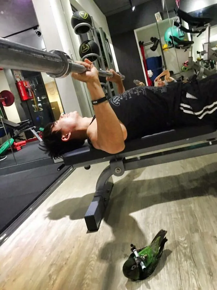 a parrot trying to gym like human