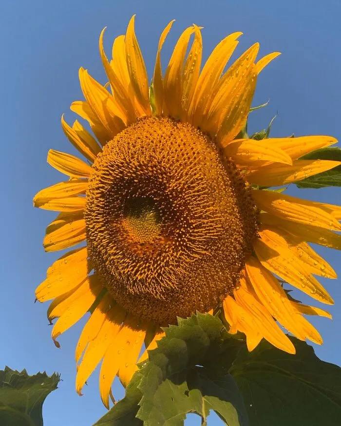 Mammoth Sunflowers I’m Growing For The First Time.