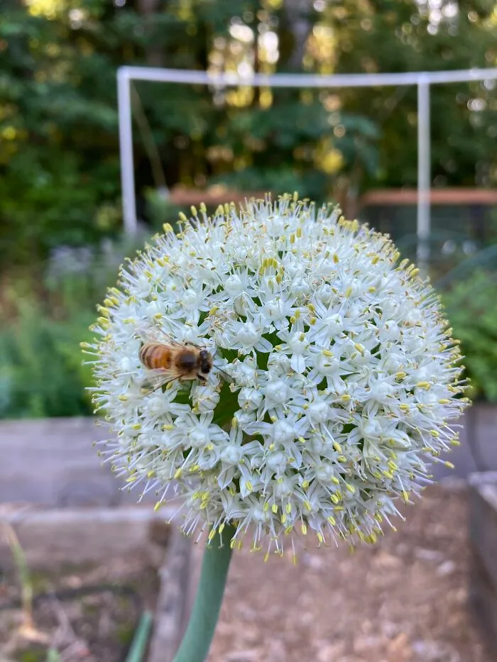 Leek Flower