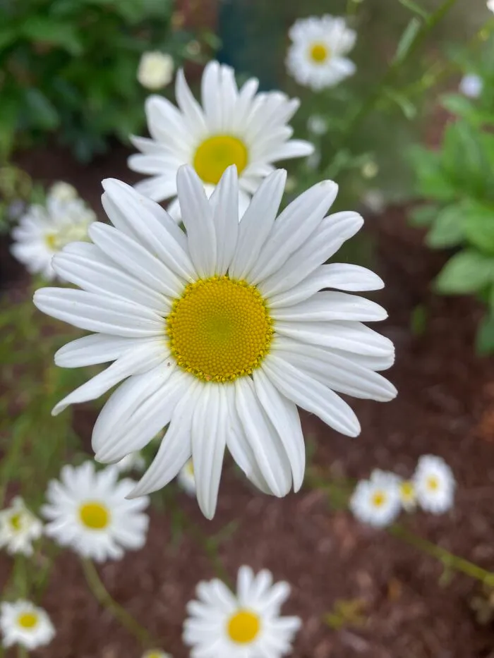 Everyone Loves A Daisy