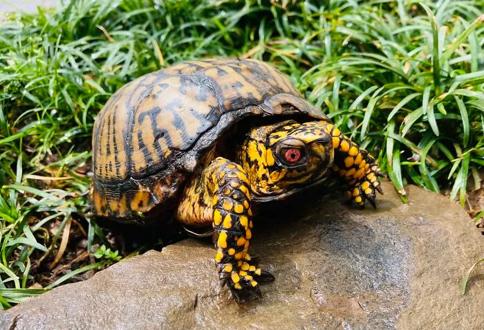 These Guys Always Come Out Of Hiding When It Rains