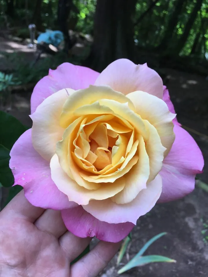 World Peace Rose
