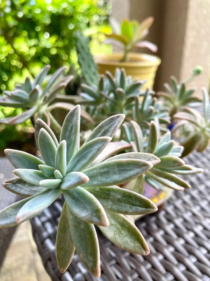 Succulents On My Back Porch