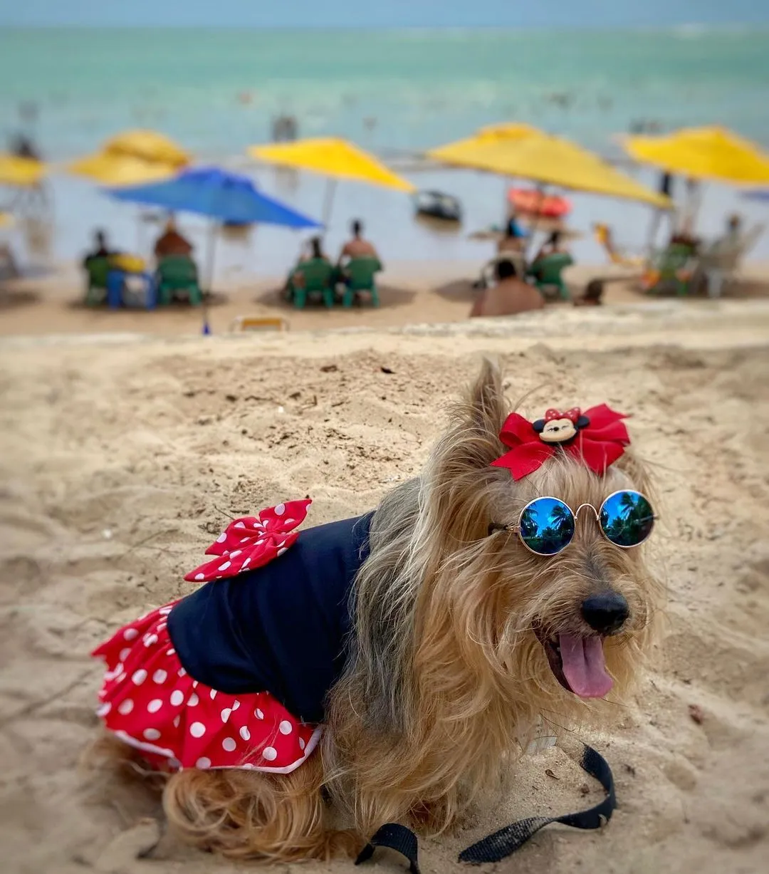This Princess Dog Has A Large Closet As She Wears A New Dress Everyday (28 Pics)