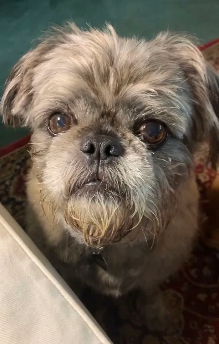 My Soulful Eli, Who Talks In His Sleep, Hides The Good Treats Behind Sofa Cushions And Shoes. Loves Everyone He Smells.