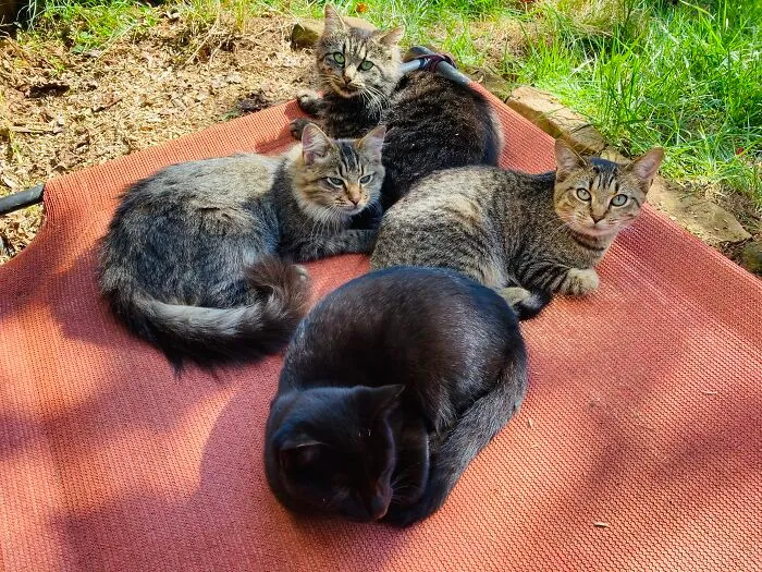 Hanging Out With My Kitties And Drawing!