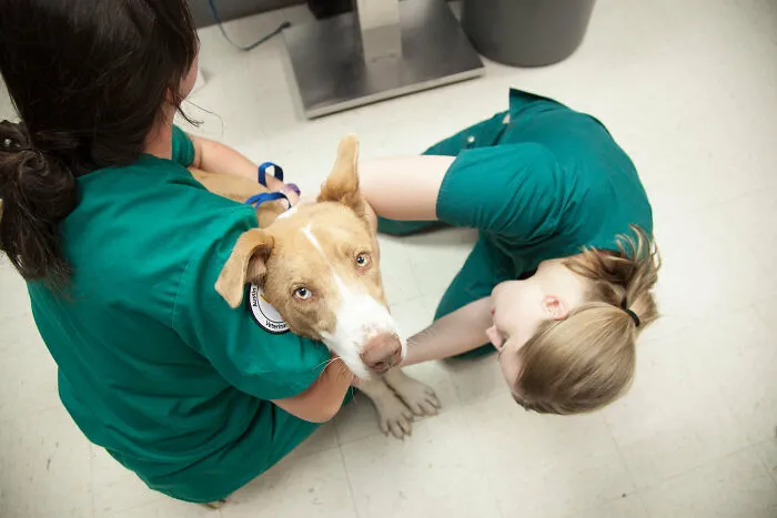 Vet Techs