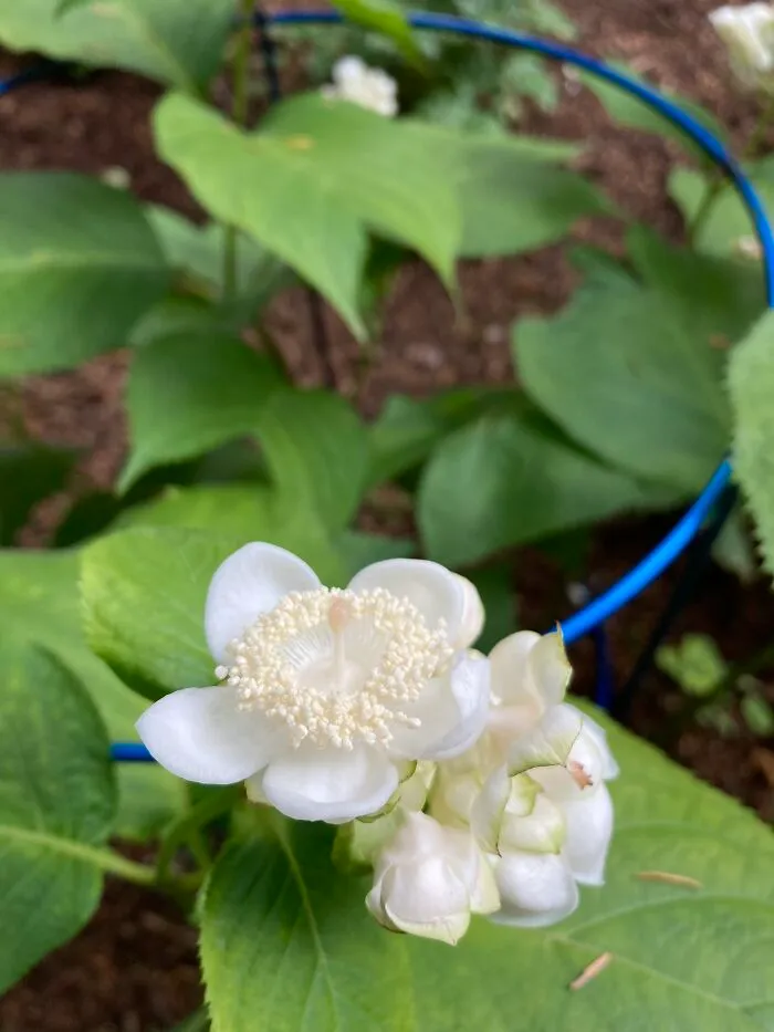 Deinanthe Bifida. I Love The Leaf Of This Herbaceous Hydrangea