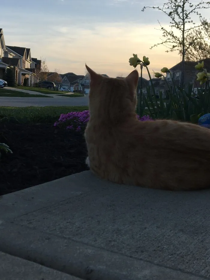 Olli Enjoying The Summer Sunset