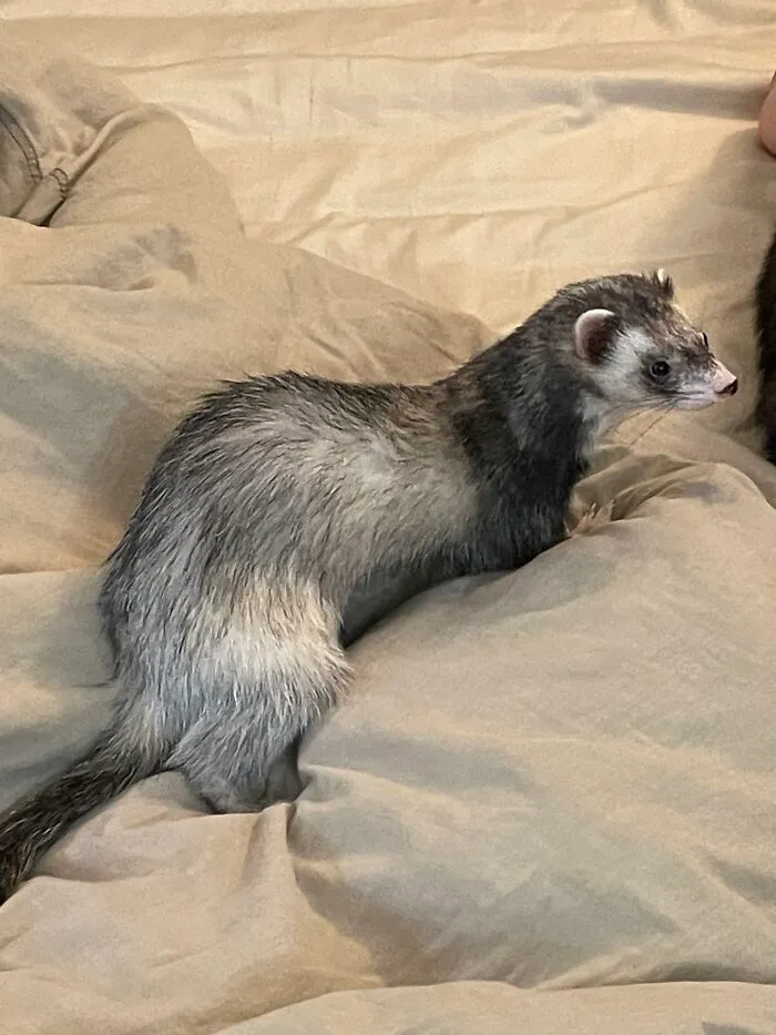 My Little Boy 
