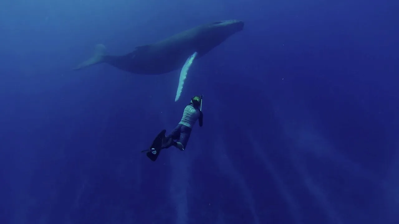 How Dense Is Facing A 15 Tons Whale In The Wild?