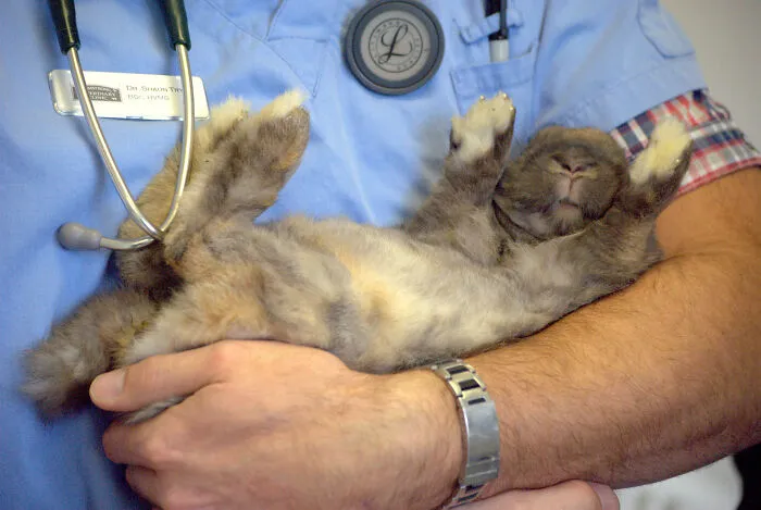Veterinarian