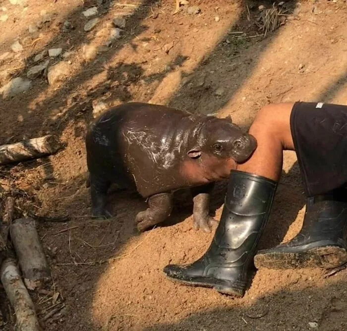 Este grupo de Facebook celebra a esos animales "adorables pero no", que quizá cambien tu opinión al respecto (25 fotos)
