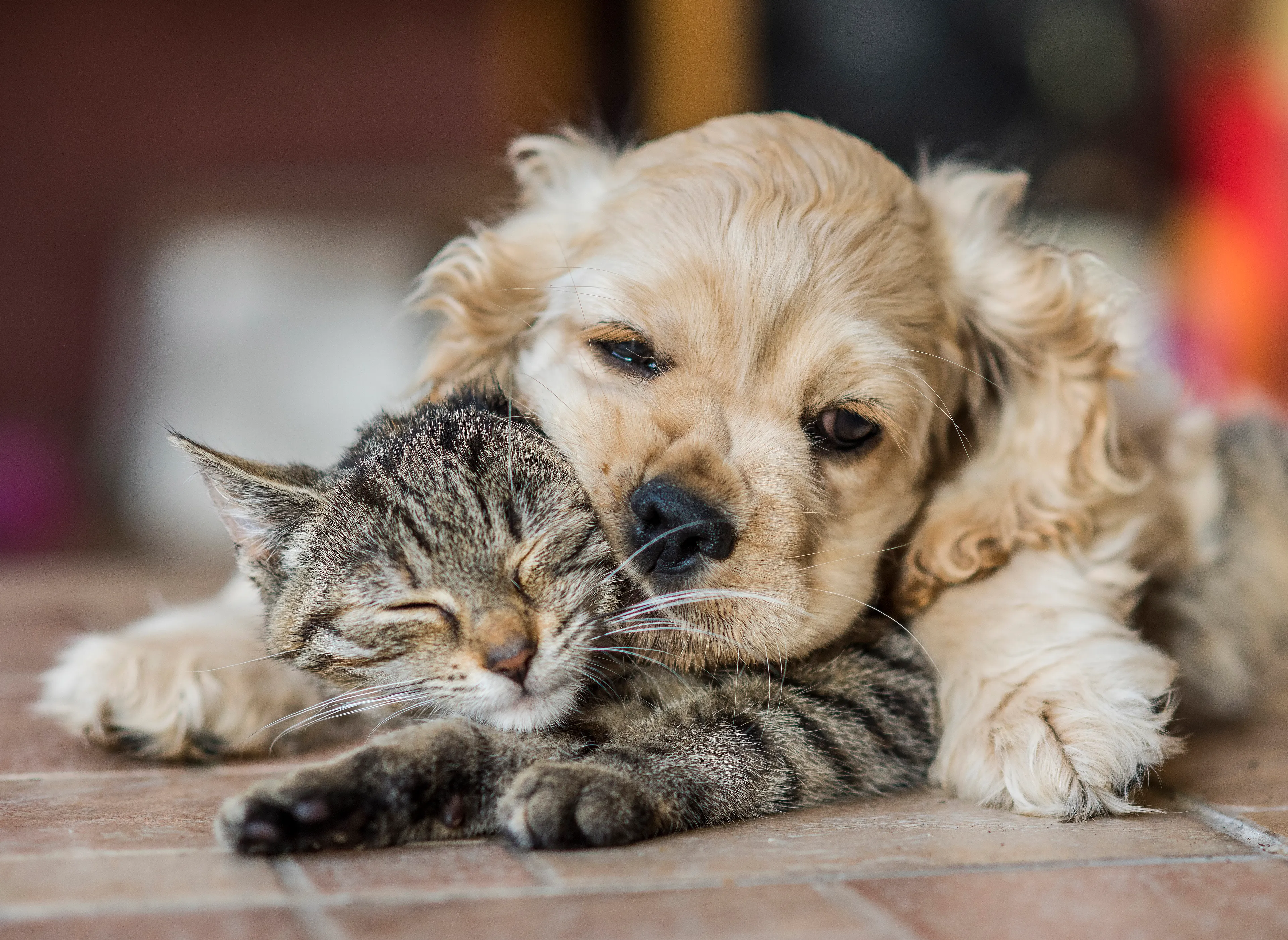 The 26 Finalists Of The 'Animal Friends Comedy Pet Photo Awards' Contest Have Been Announced