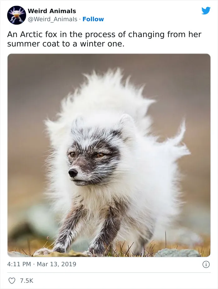 Twitter Page Shares 50 Animals That You Probably Haven't Seen Before