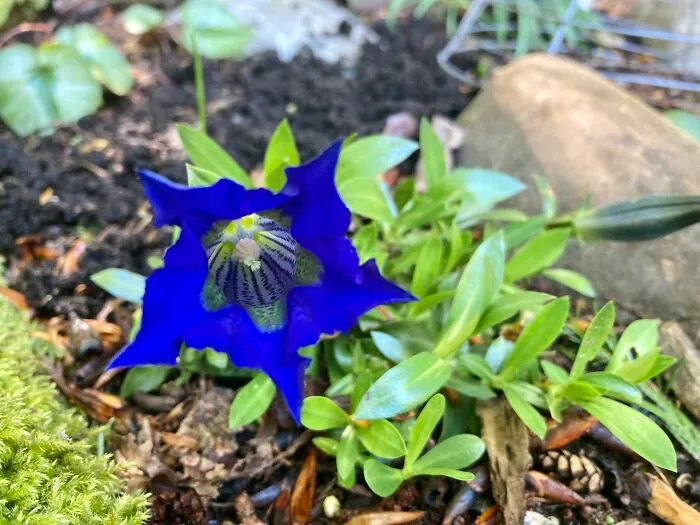 Gentian-Yes, It’s Really That Blue