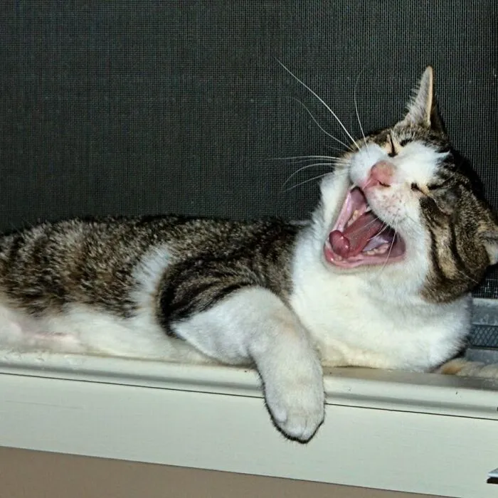 Enjoying The Window...