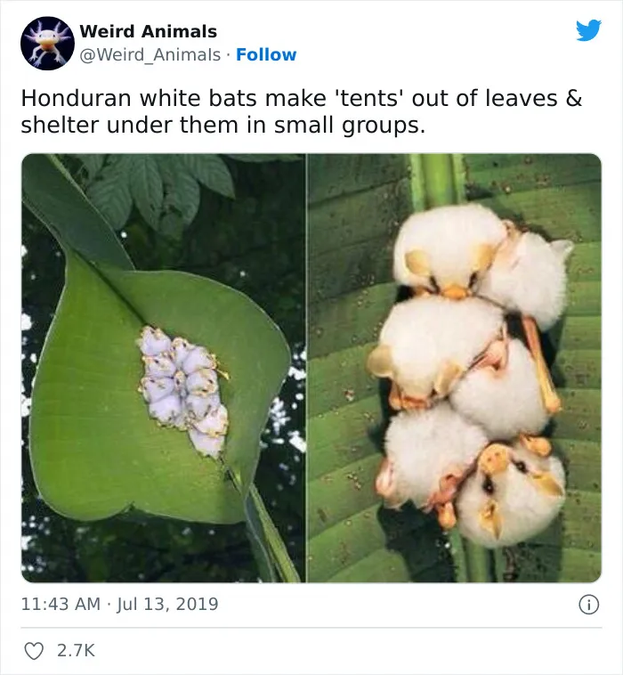 Twitter Page Shares 50 Animals That You Probably Haven't Seen Before