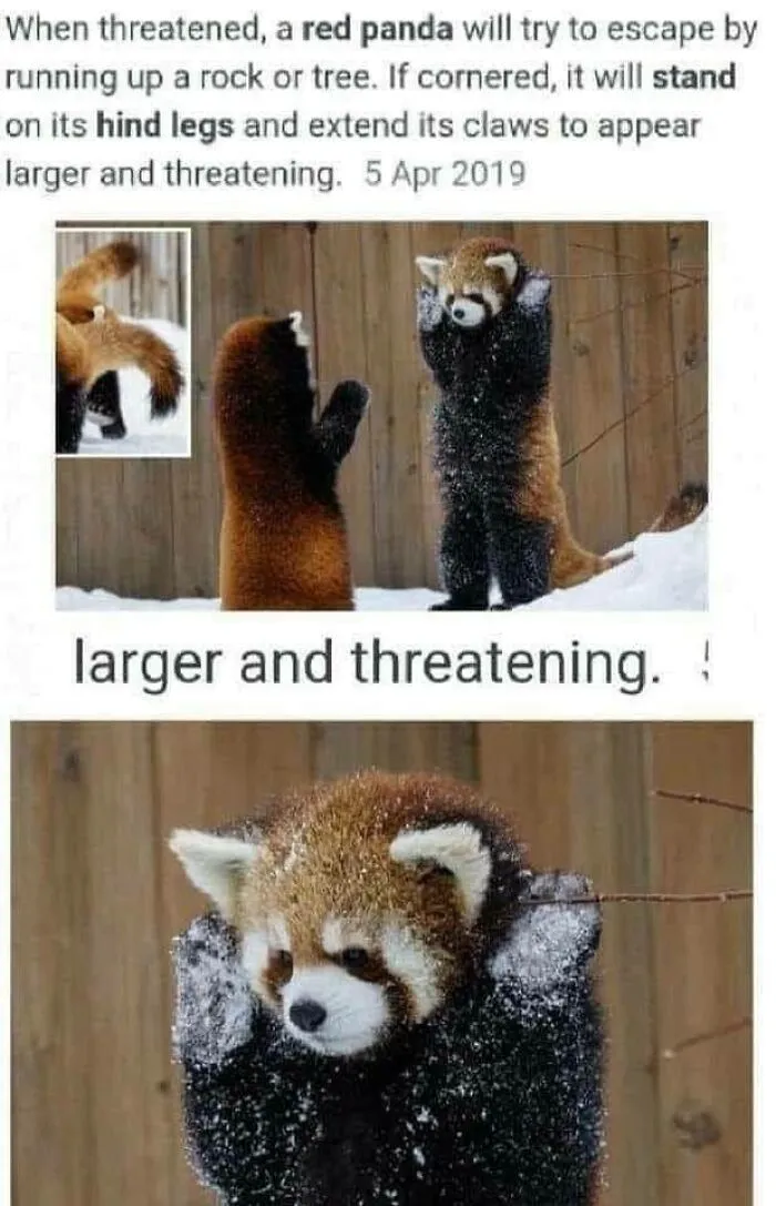 Cute Nopes