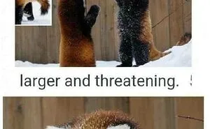 This Facebook Group Celebrates 'Cute Nopes' That Might Change Your Mind About Them (50 Pics)