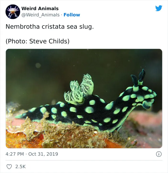 Twitter Page Shares 50 Animals That You Probably Haven't Seen Before