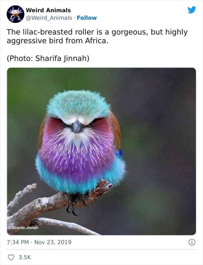 Twitter Page Shares 50 Animals That You Probably Haven't Seen Before