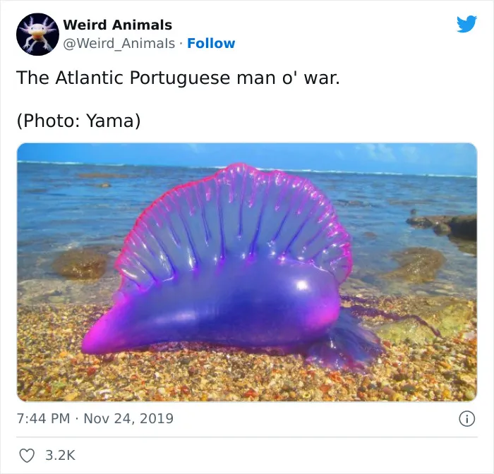 Twitter Page Shares 50 Animals That You Probably Haven't Seen Before
