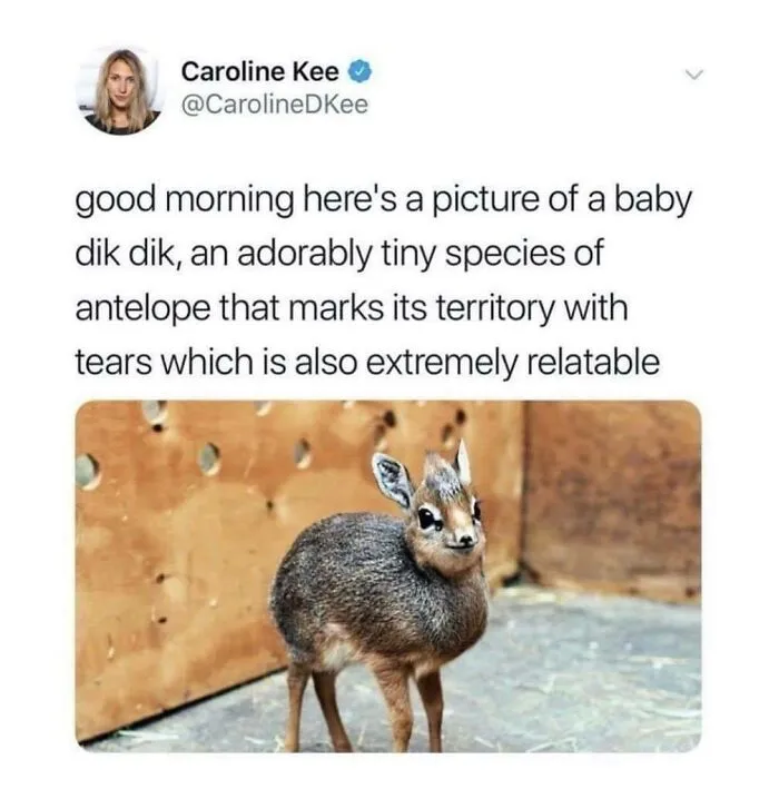 This Facebook Group Celebrates 'Cute Nopes' That Might Change Your Mind About Them (50 Pics)