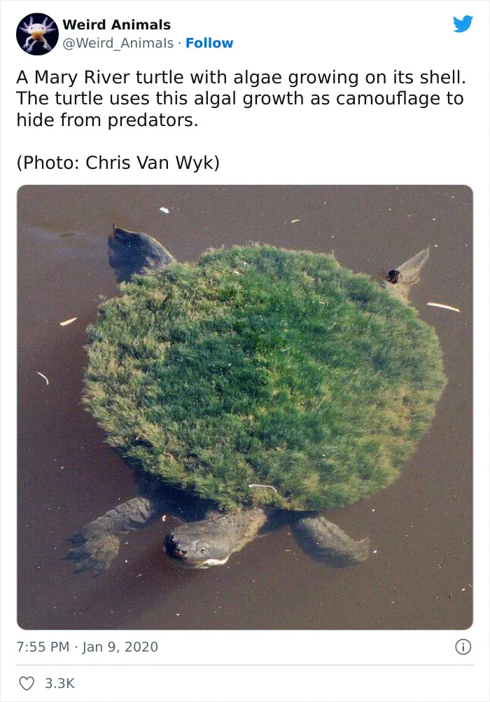Weird-Animals-Pics