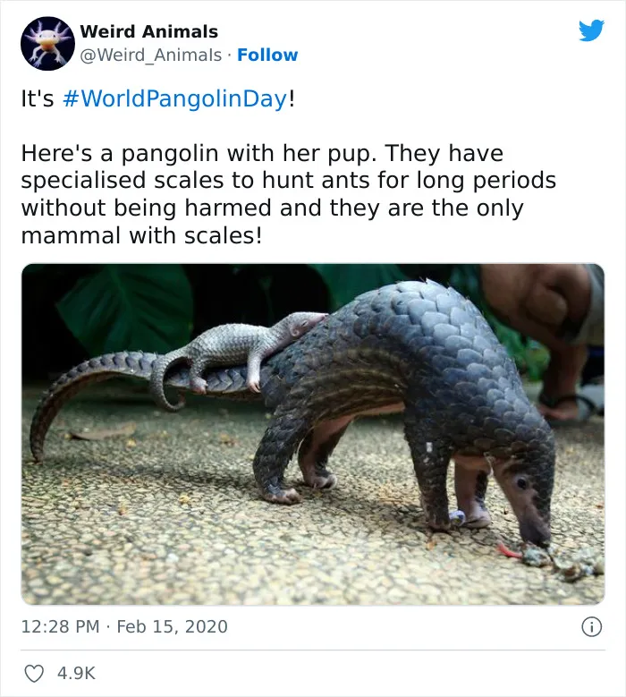 Twitter Page Shares 50 Animals That You Probably Haven't Seen Before