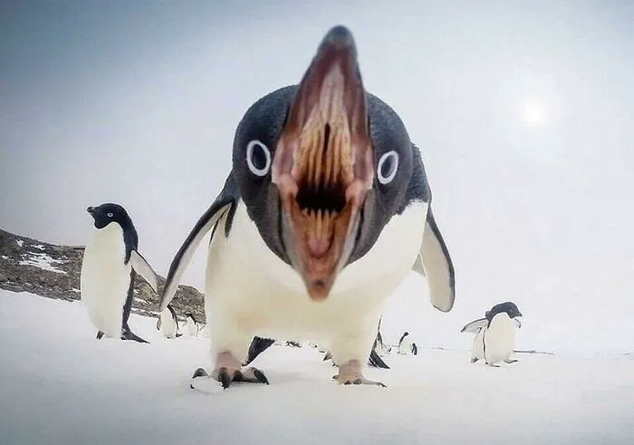 This Facebook Group Celebrates 'Cute Nopes' That Might Change Your Mind About Them (50 Pics)