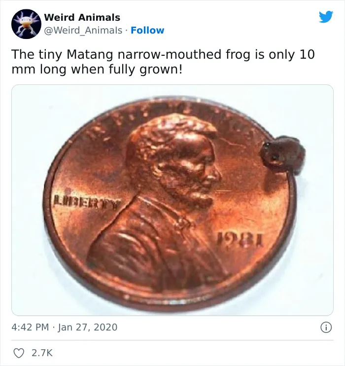 Twitter Page Shares 50 Animals That You Probably Haven't Seen Before