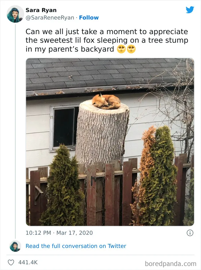 Sleeping Fox