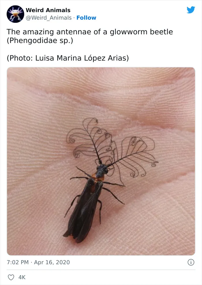 Twitter Page Shares 50 Animals That You Probably Haven't Seen Before