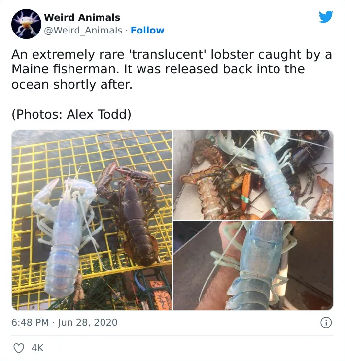 Twitter Page Shares 50 Animals That You Probably Haven't Seen Before