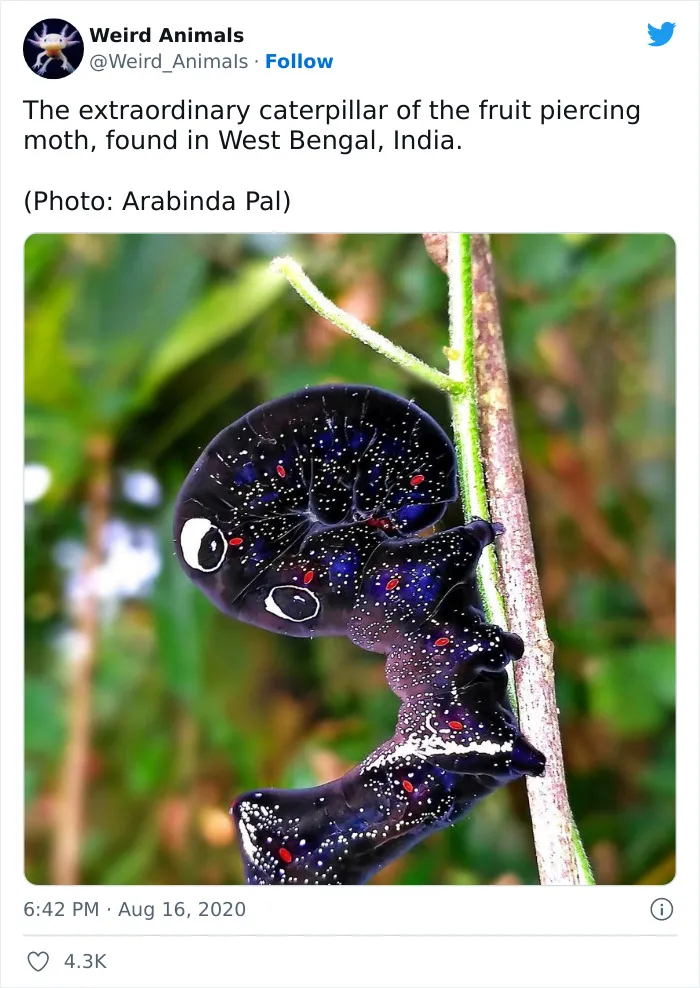 Twitter Page Shares 50 Animals That You Probably Haven't Seen Before