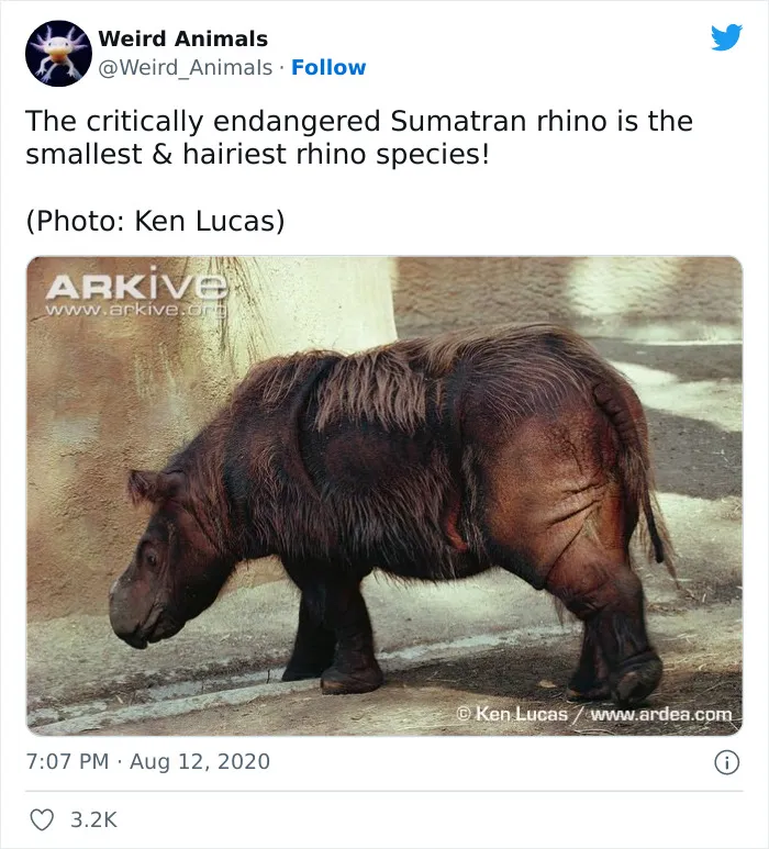 Twitter Page Shares 50 Animals That You Probably Haven't Seen Before